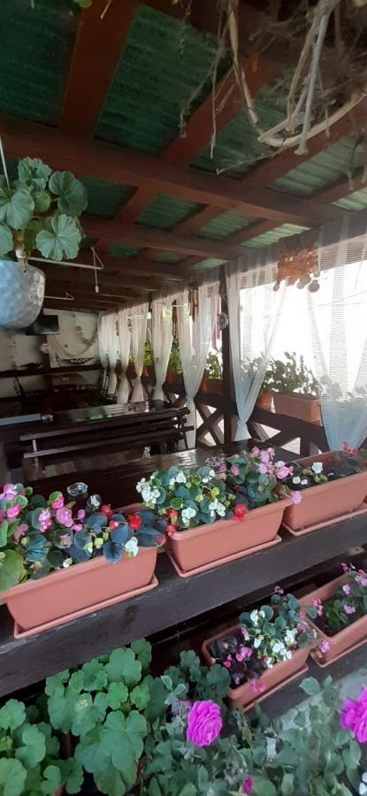 Casa David Otel Sulina Dış mekan fotoğraf